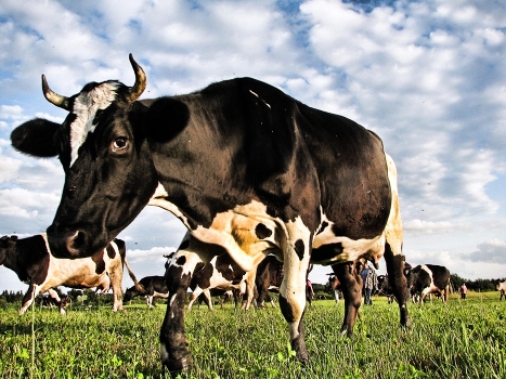 Agrotourism