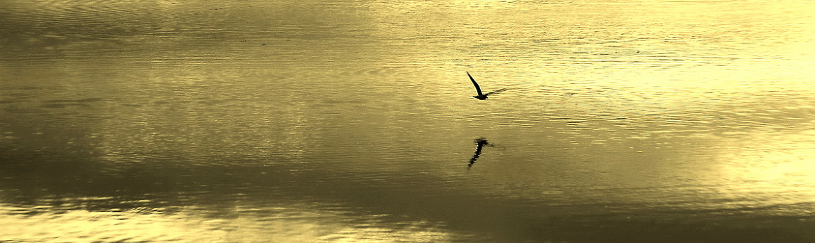 flight