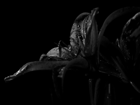 NightFlower