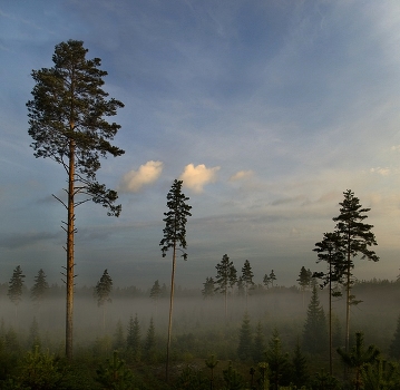 Have trees verasne