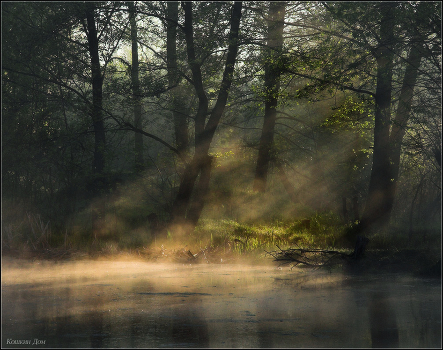 Morning in the Swamp ...
