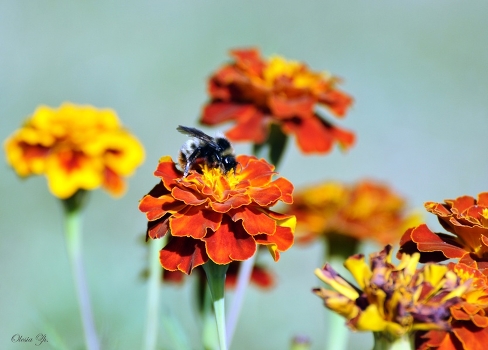 Bumblebee