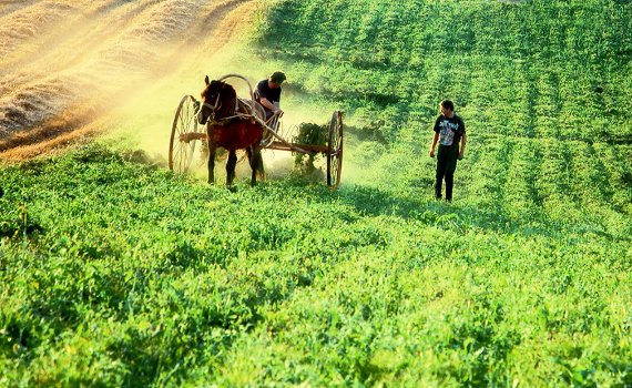 Mowing ...