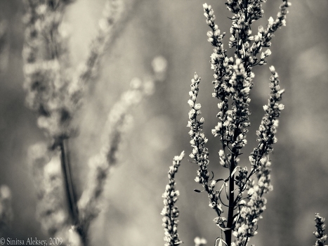 Last flowers