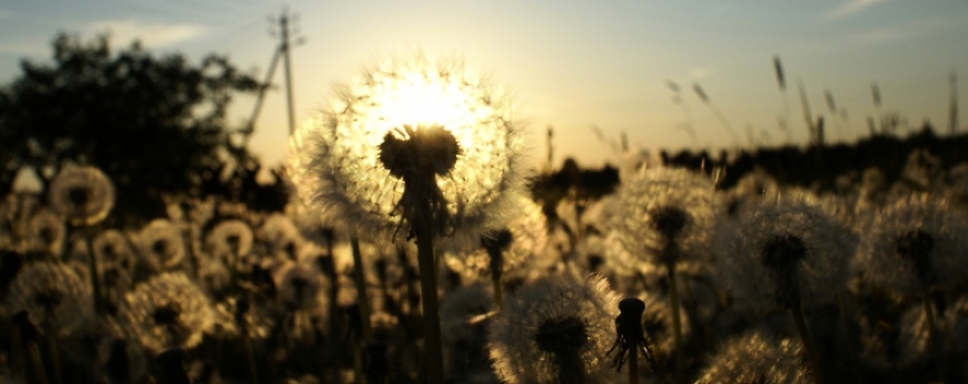 Lantern dandelion