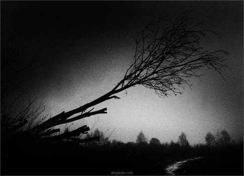 [ road in the woods ]