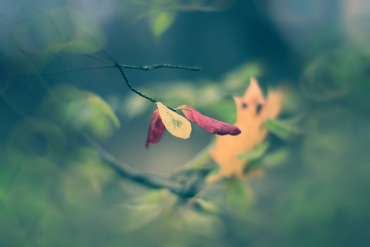 a touch of autumn