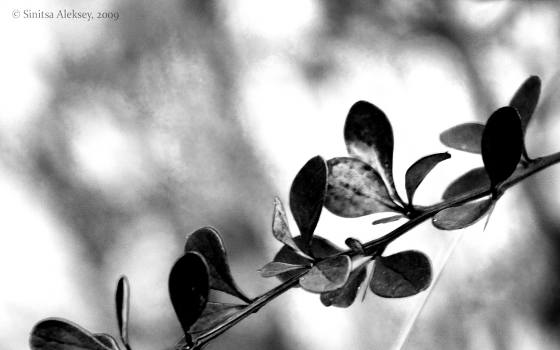 Flug und Sehnsucht ...