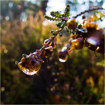 Diamond Dew