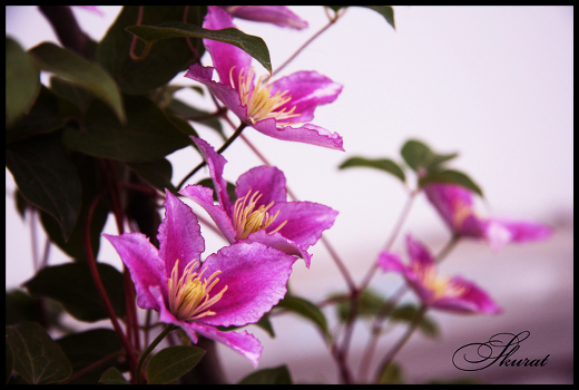 Flowers