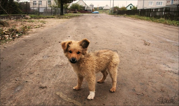 Doggie