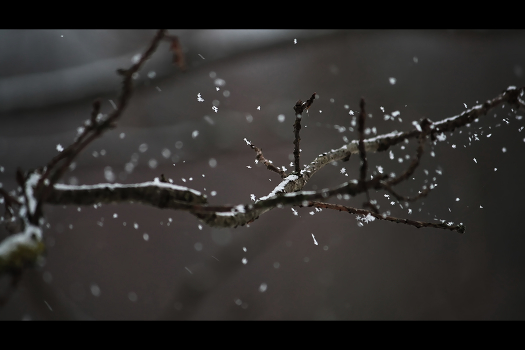 dance of the snowflakes