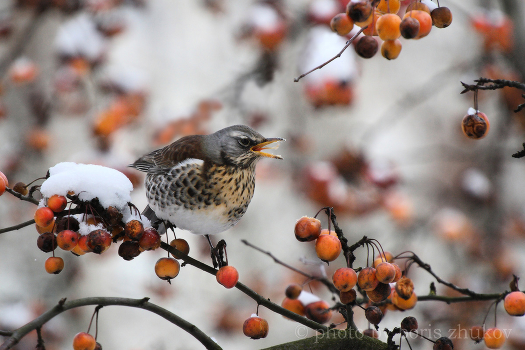 feathered taster