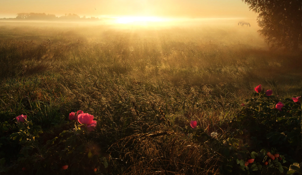 Morning in the Meadow