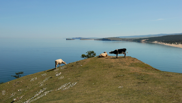 The Three Graces))