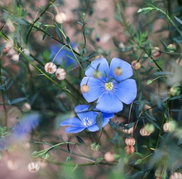 Flax