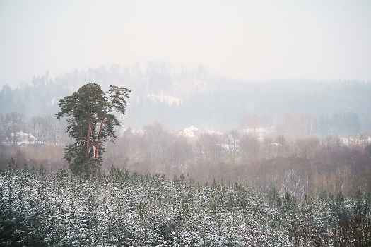 Winter watercolor
