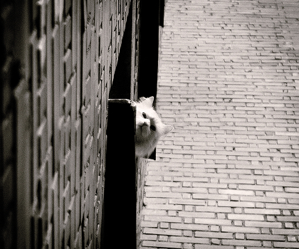 Observer)