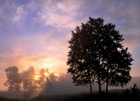 Fog color whiskey
