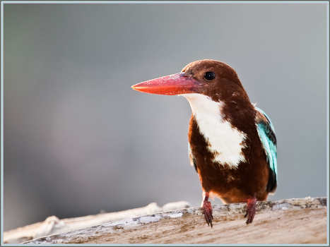 Record nose krasnoklyuvogo kingfisher