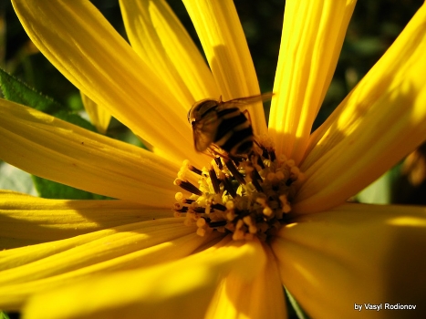 Bee....