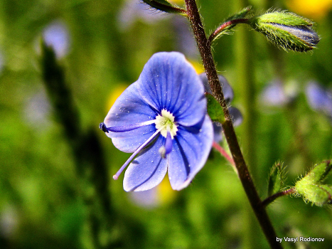 Macro
