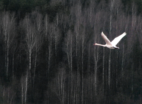 Fly now!