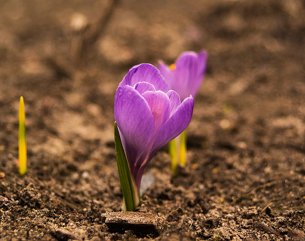 Spring flower