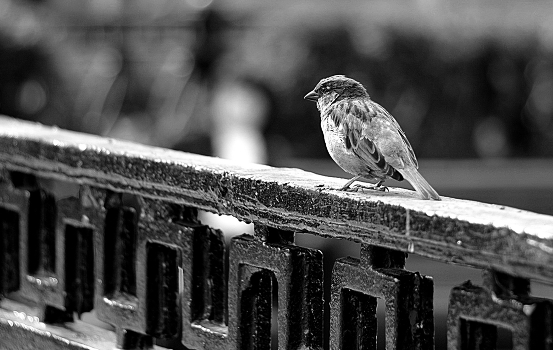 feathered loneliness