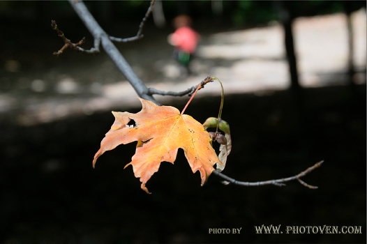 The last leaf