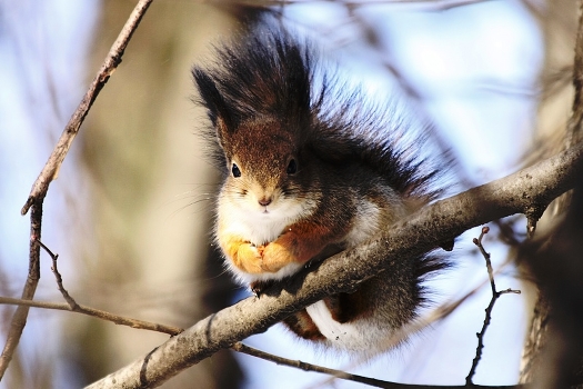 Squirrel