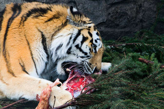 Lunch for the beast