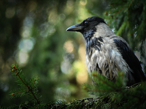 The hostess of the forest