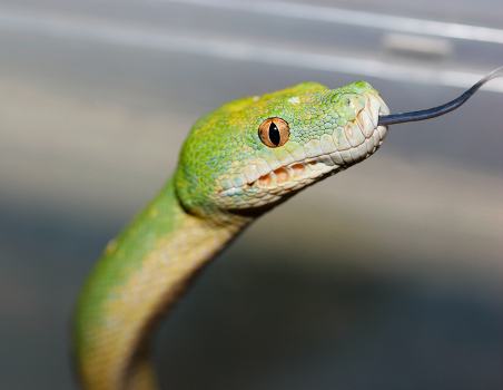 Green snakes