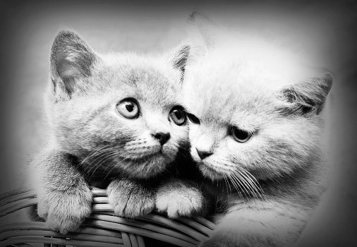 Sweet Couple