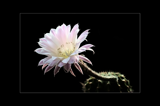 Spring flowering