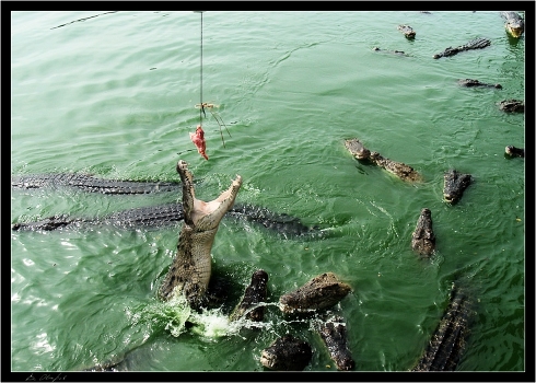 Peculiarities of National Fishing