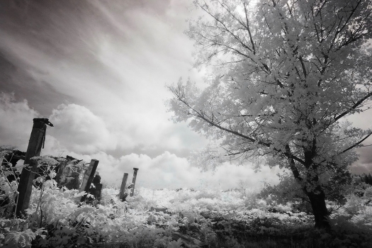 gray world