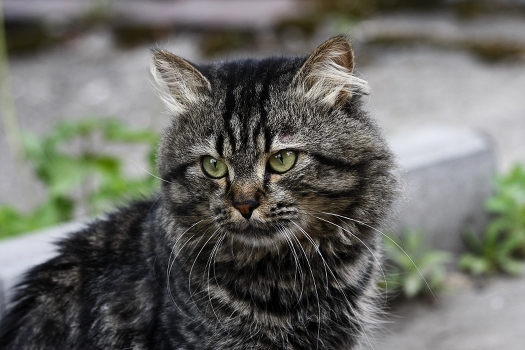 portrait of a cat