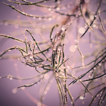 Gossamer
