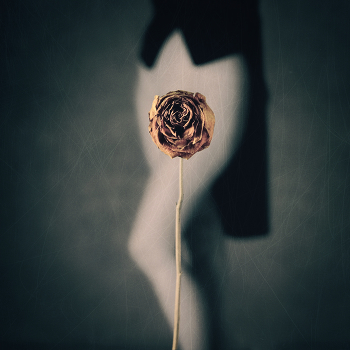 Rose I