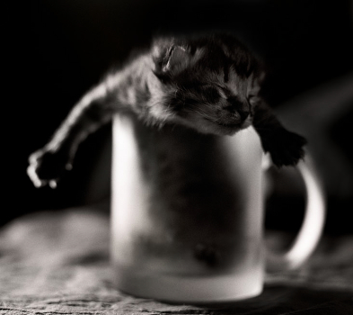 Pussy in a mug