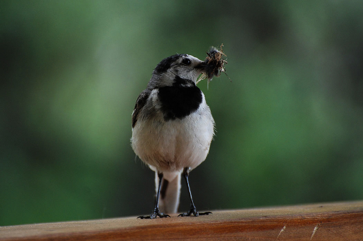 Wagtail