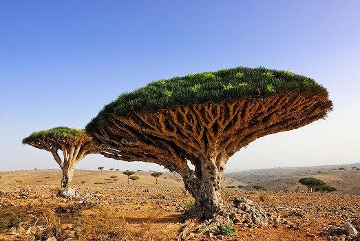 Dragon-tree