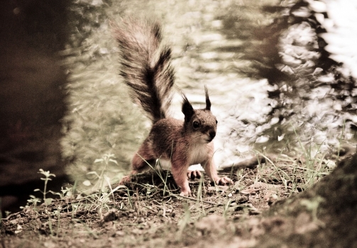 Squirrel