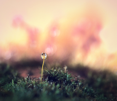 LOST AND FORGOTTEN