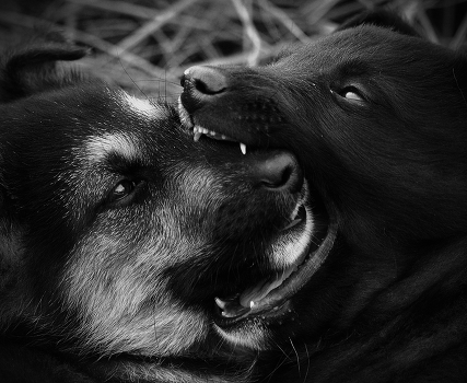 Werewolf love