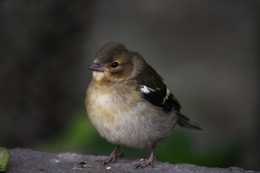 chick