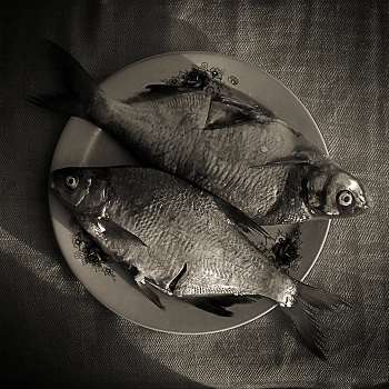 The fish and geometry