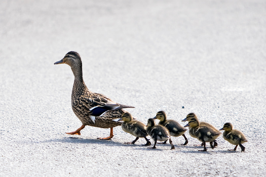Who walks together in a row ...